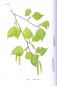 Preview: Birke Litho